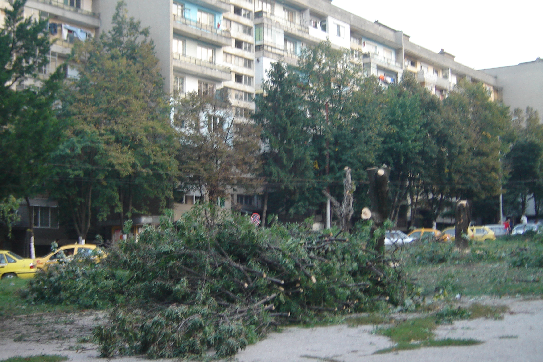 sbogom na porednata detska plo6tadka v pleven. Sbogom na mnogogodishni darveta i borove...