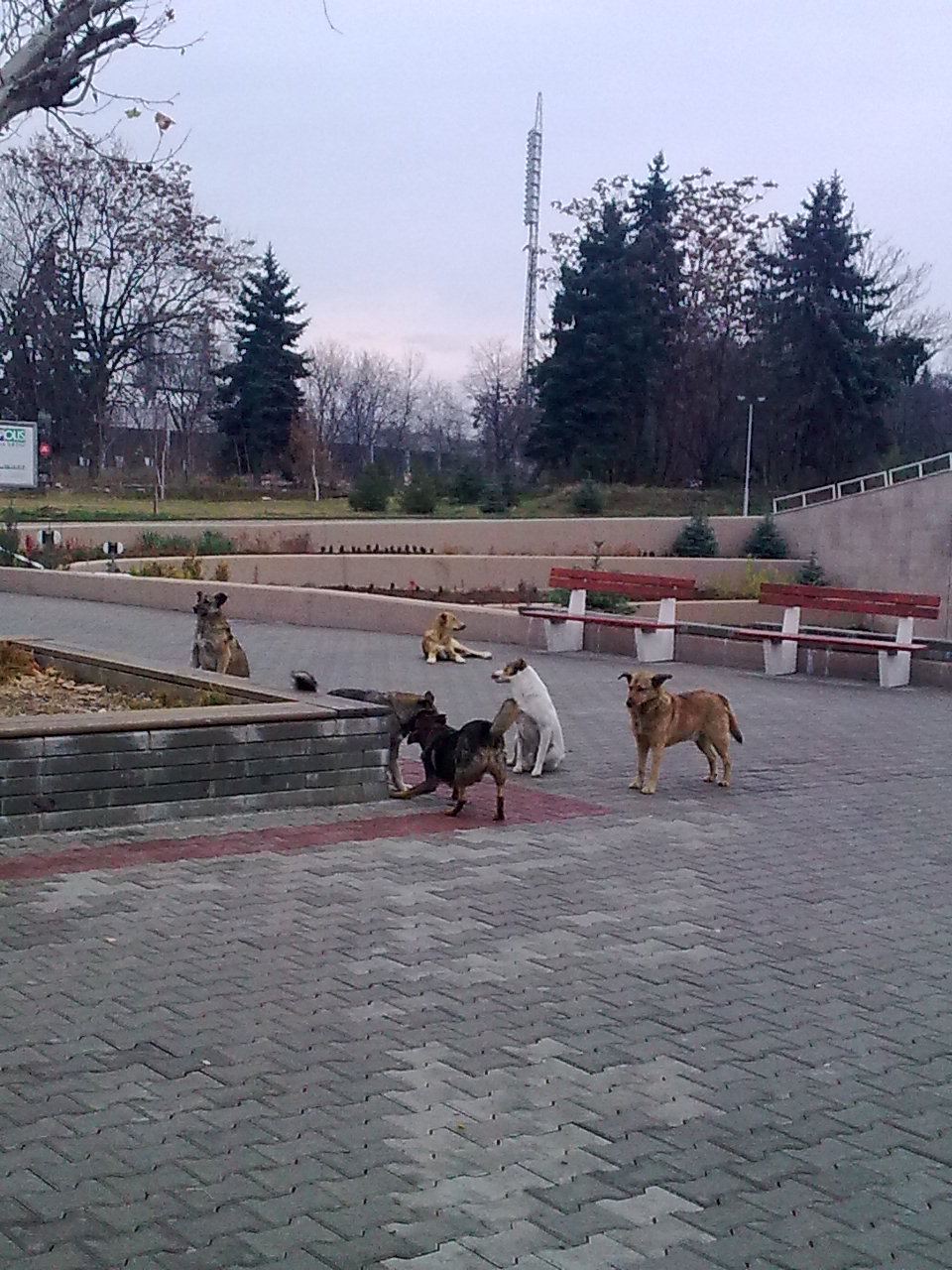 Бездомните кучета в София