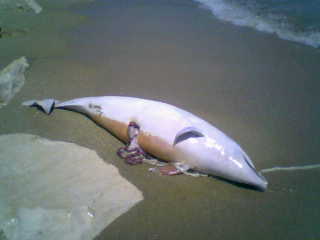 Морето във Варна изхвърли мъртъв делфин