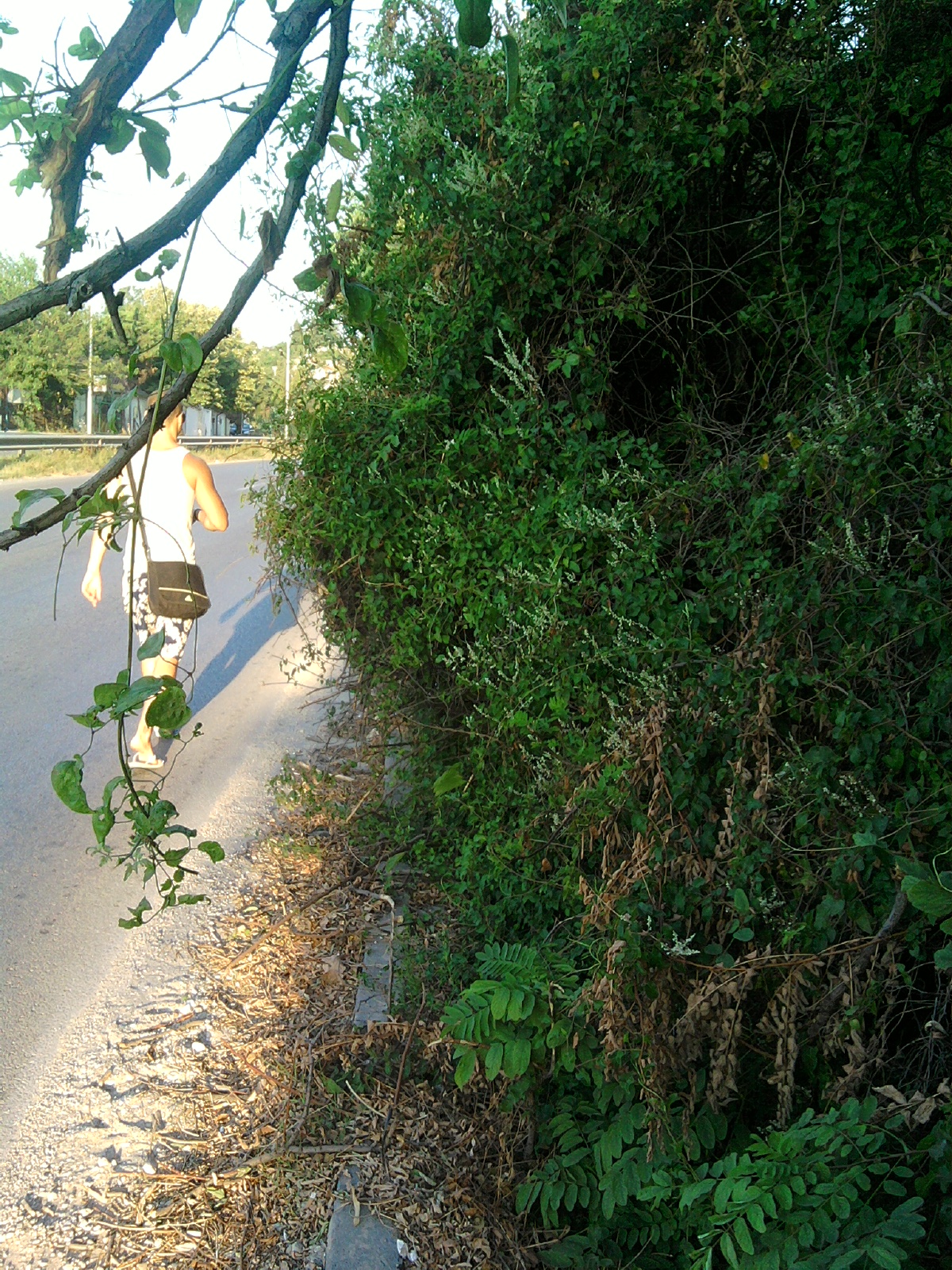 trotoarite na magistr.Zl.pjasatci-sp.Trakata