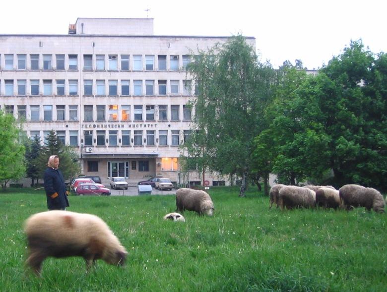 Овце пасат в комплекса на БАН