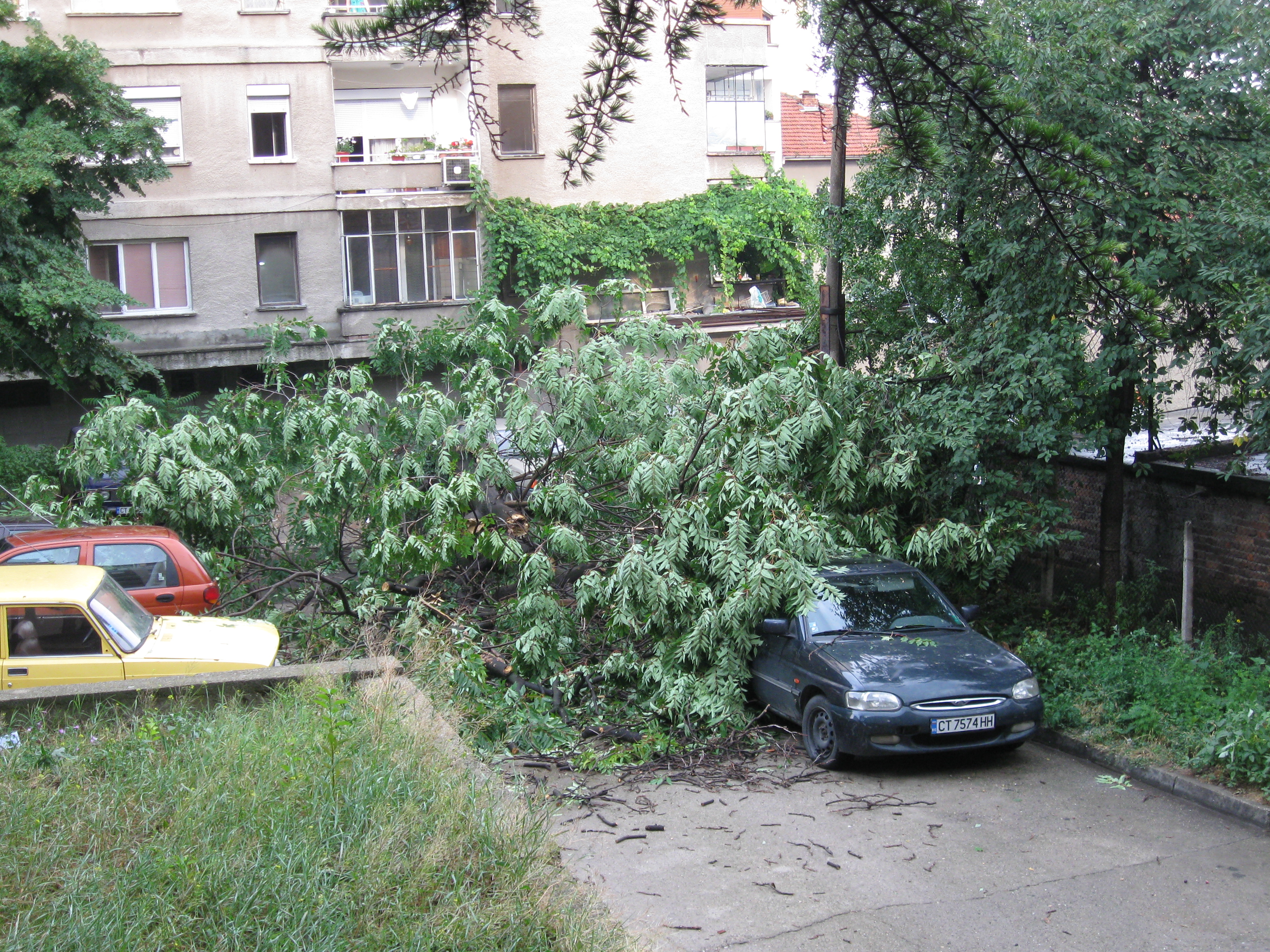 Буря събори дърво в Стара Загора