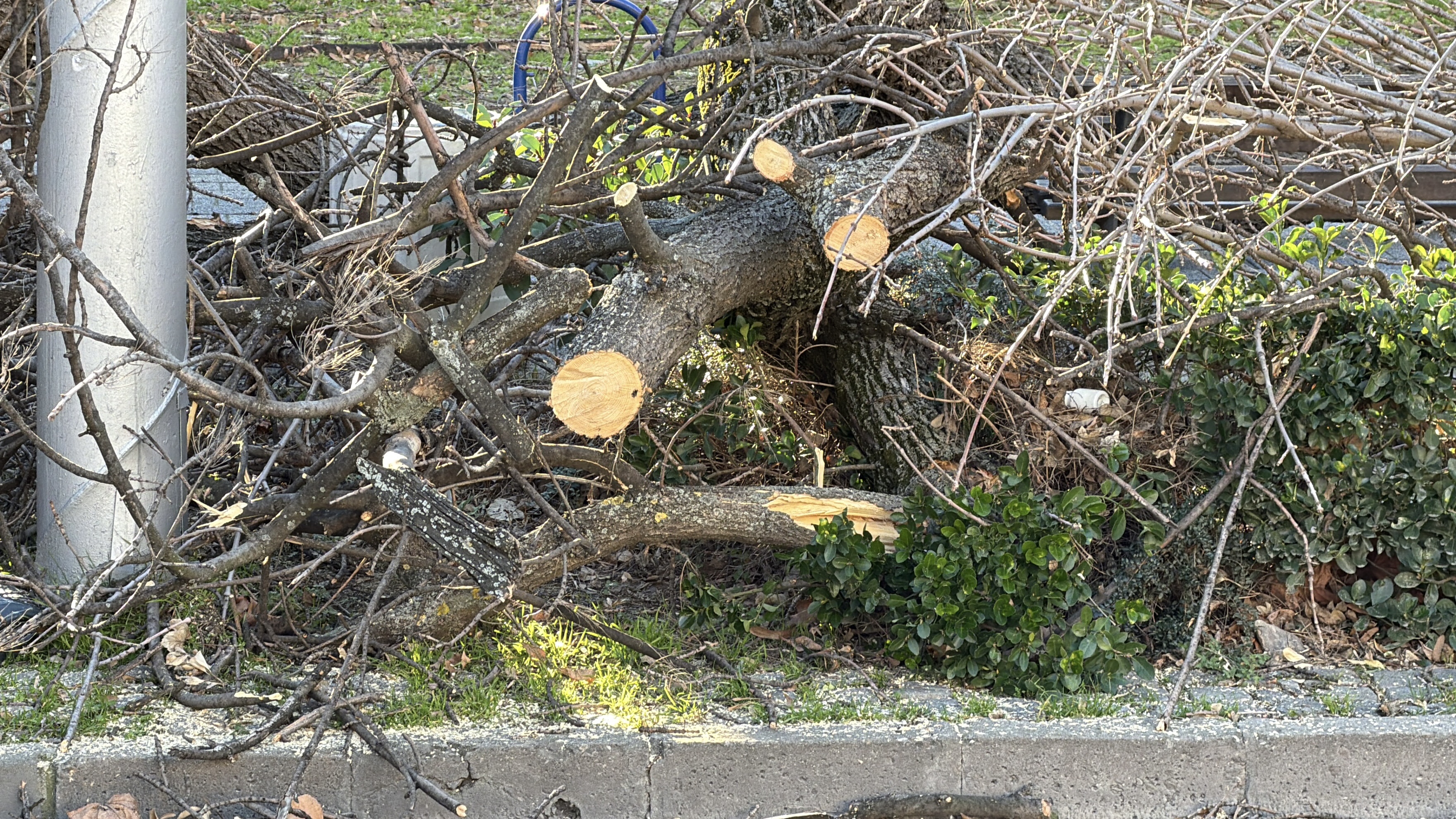 Снимка: Илиян Велков