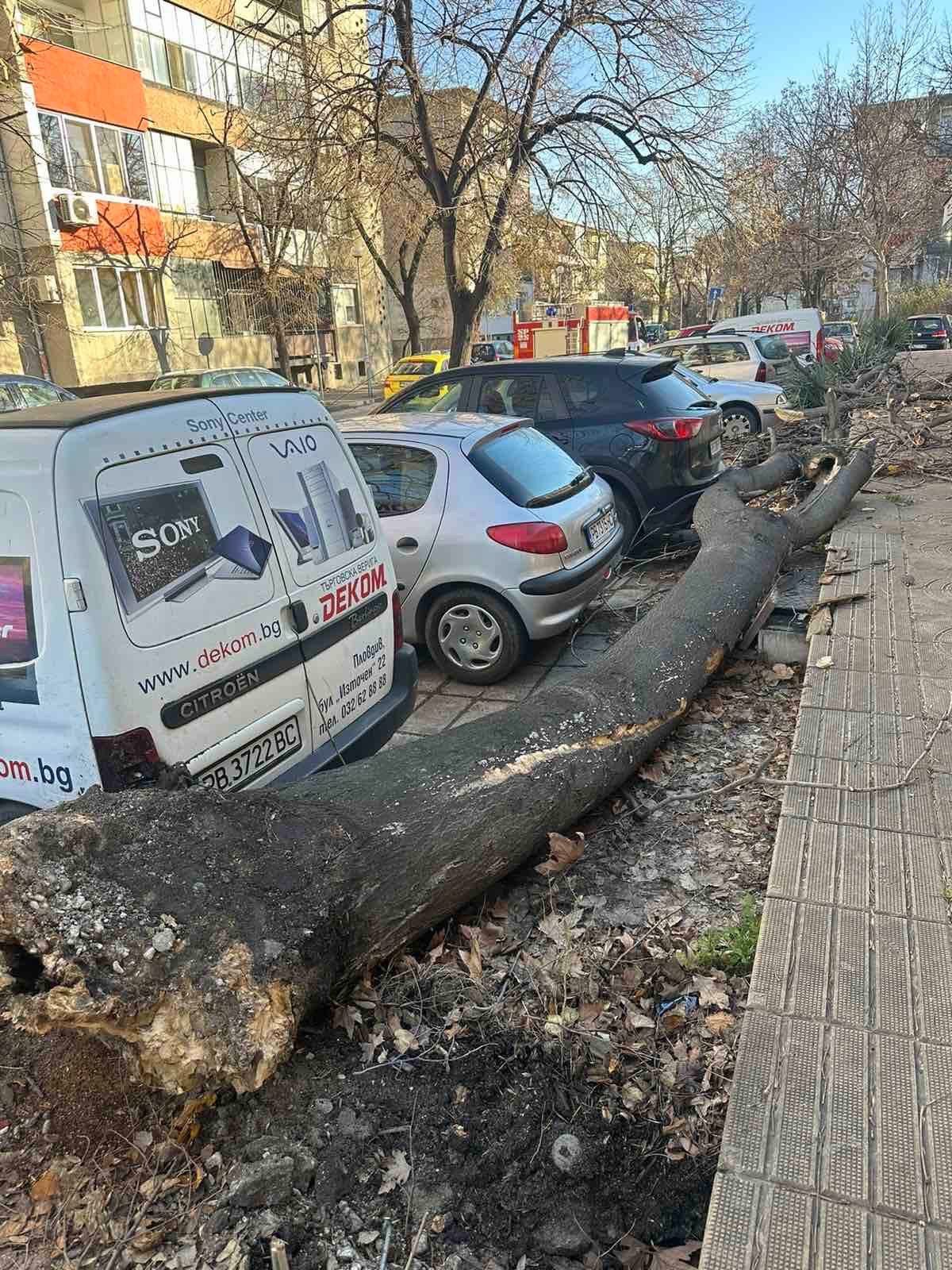 Снимка: Илиян Велков