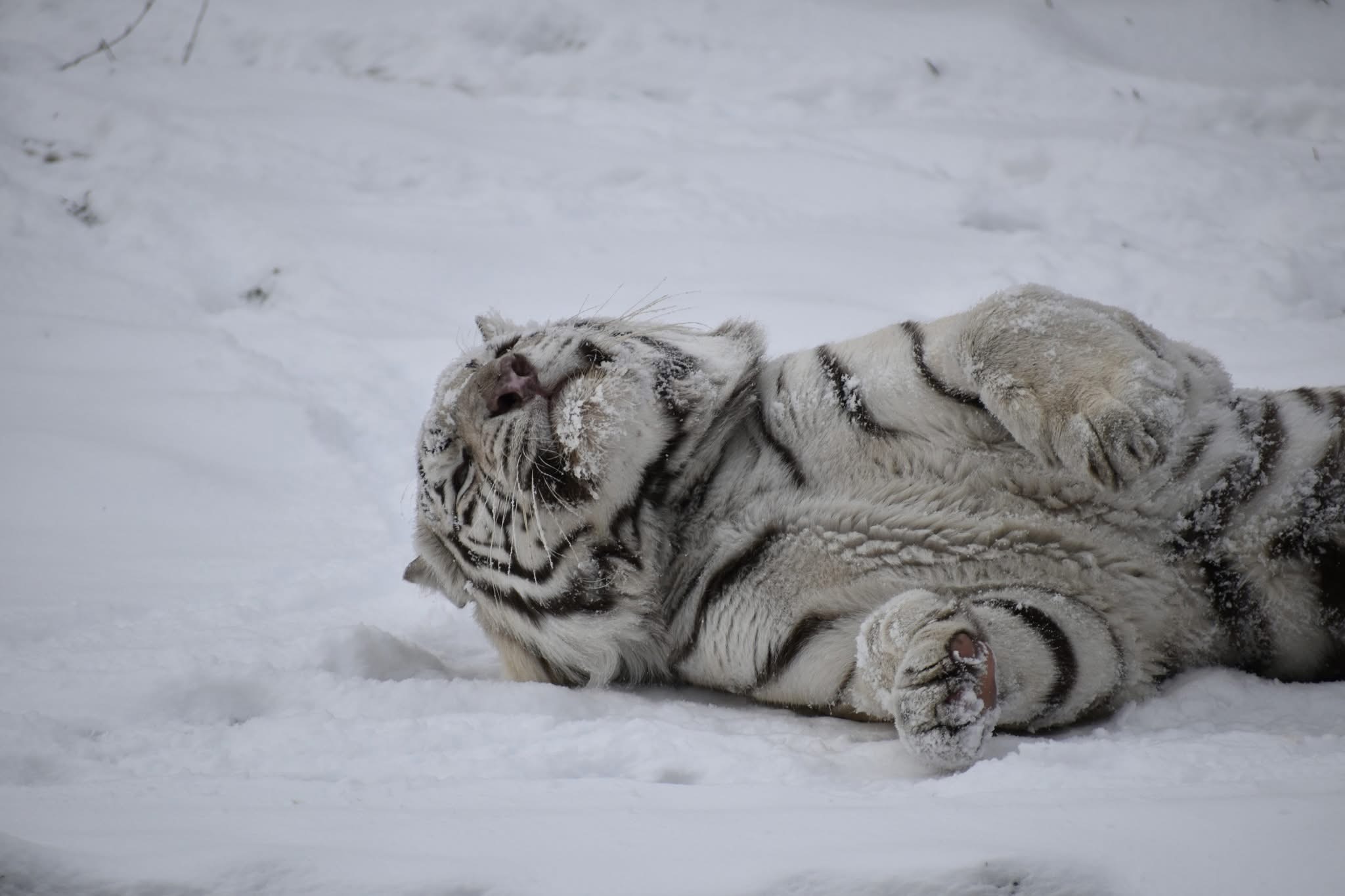 бенгалски тигър
