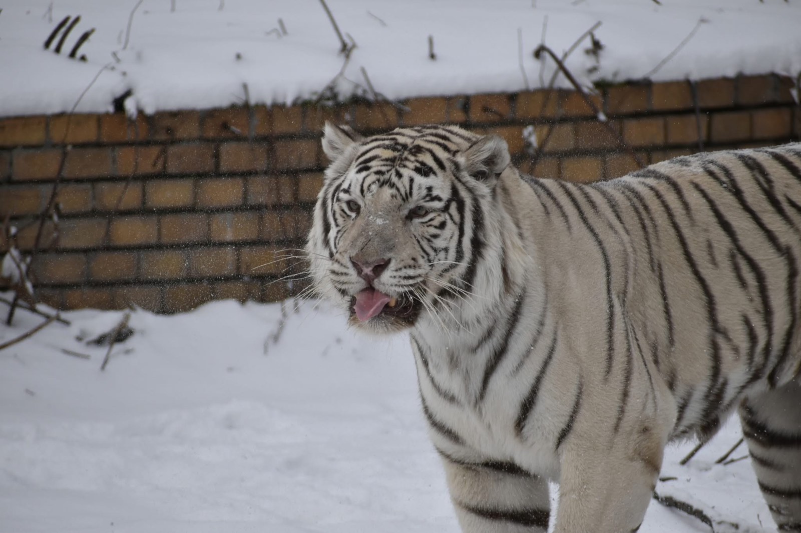бенгалски тигър