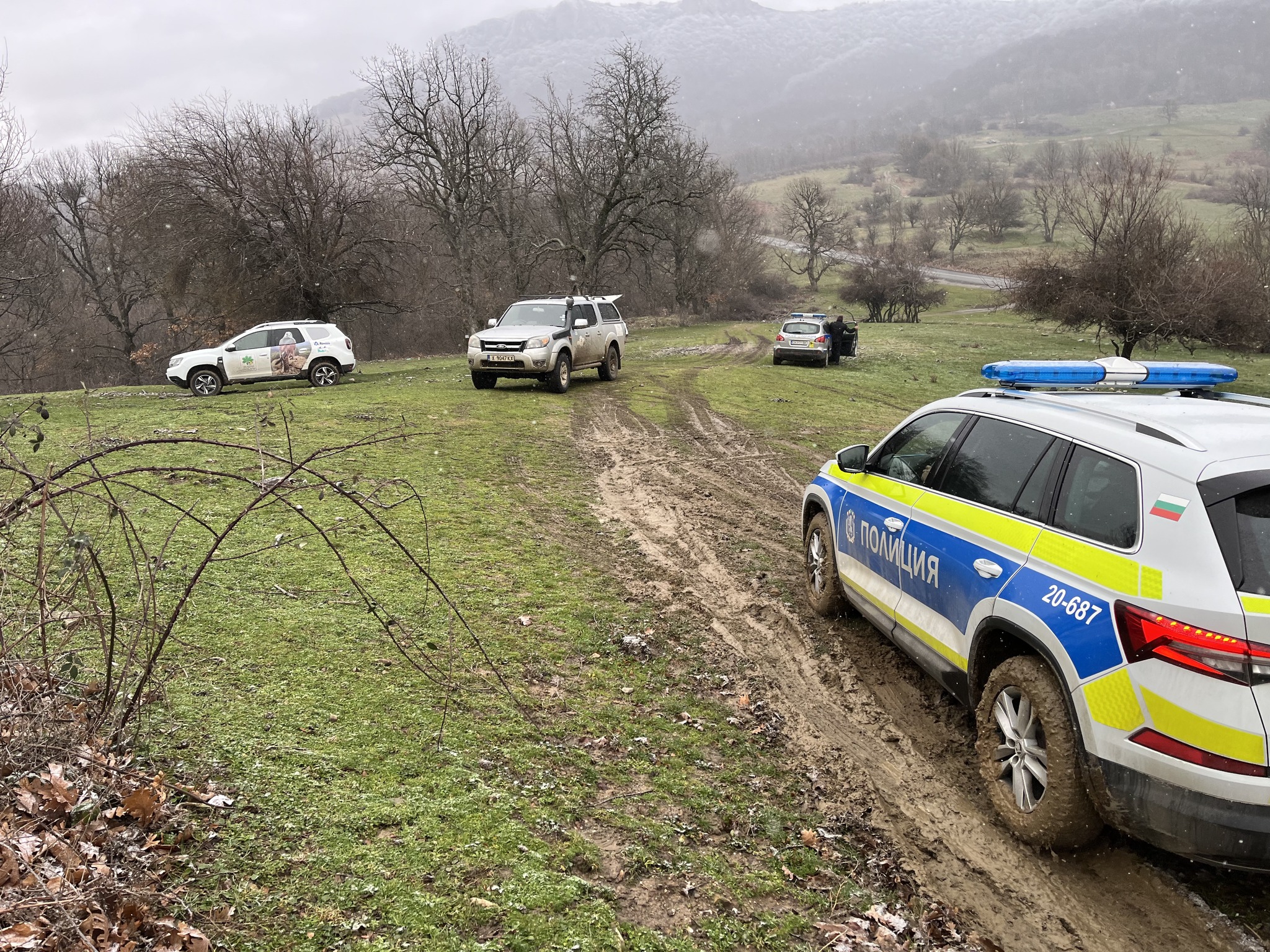 коли на поляна