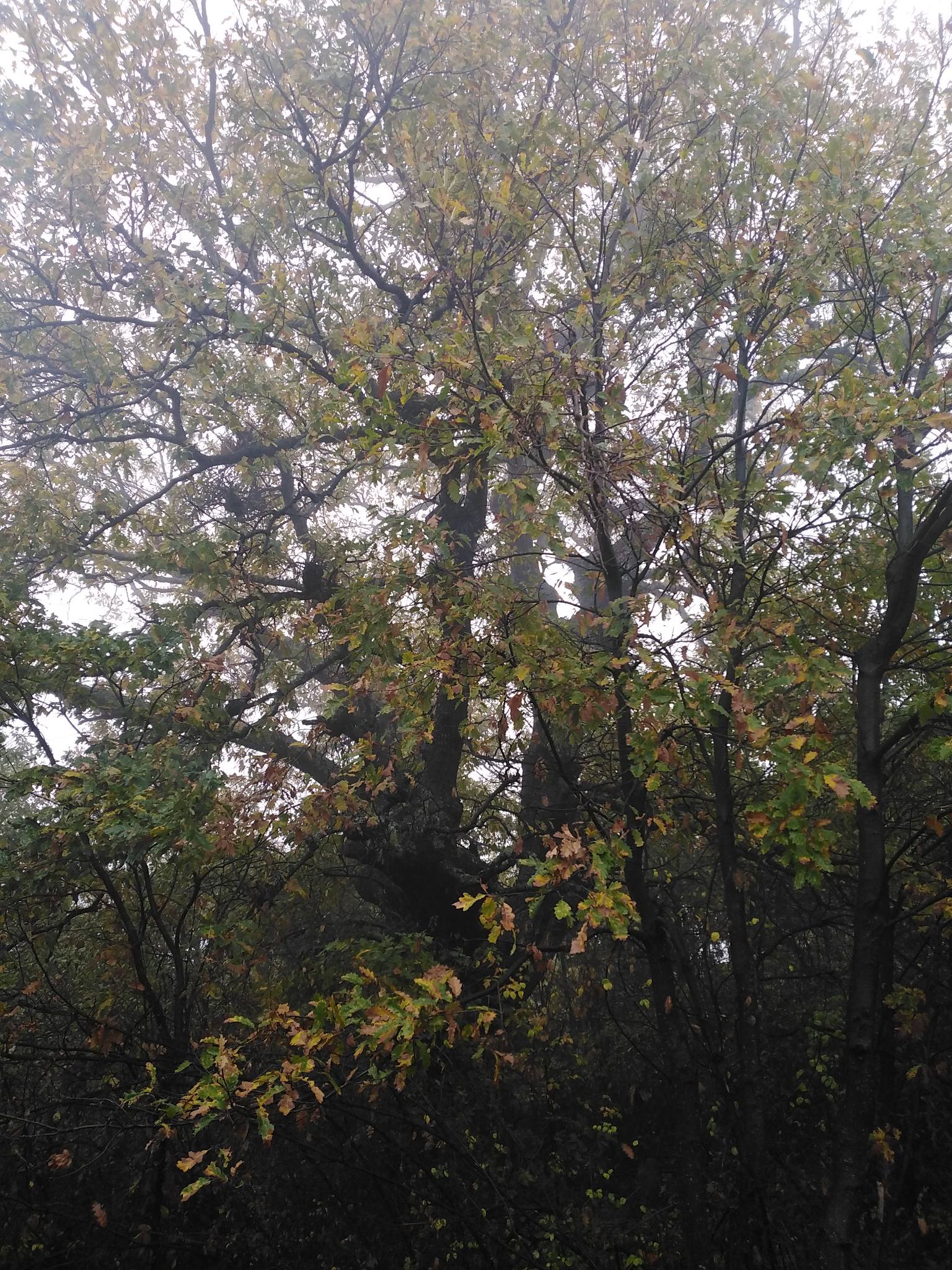 цер тънково