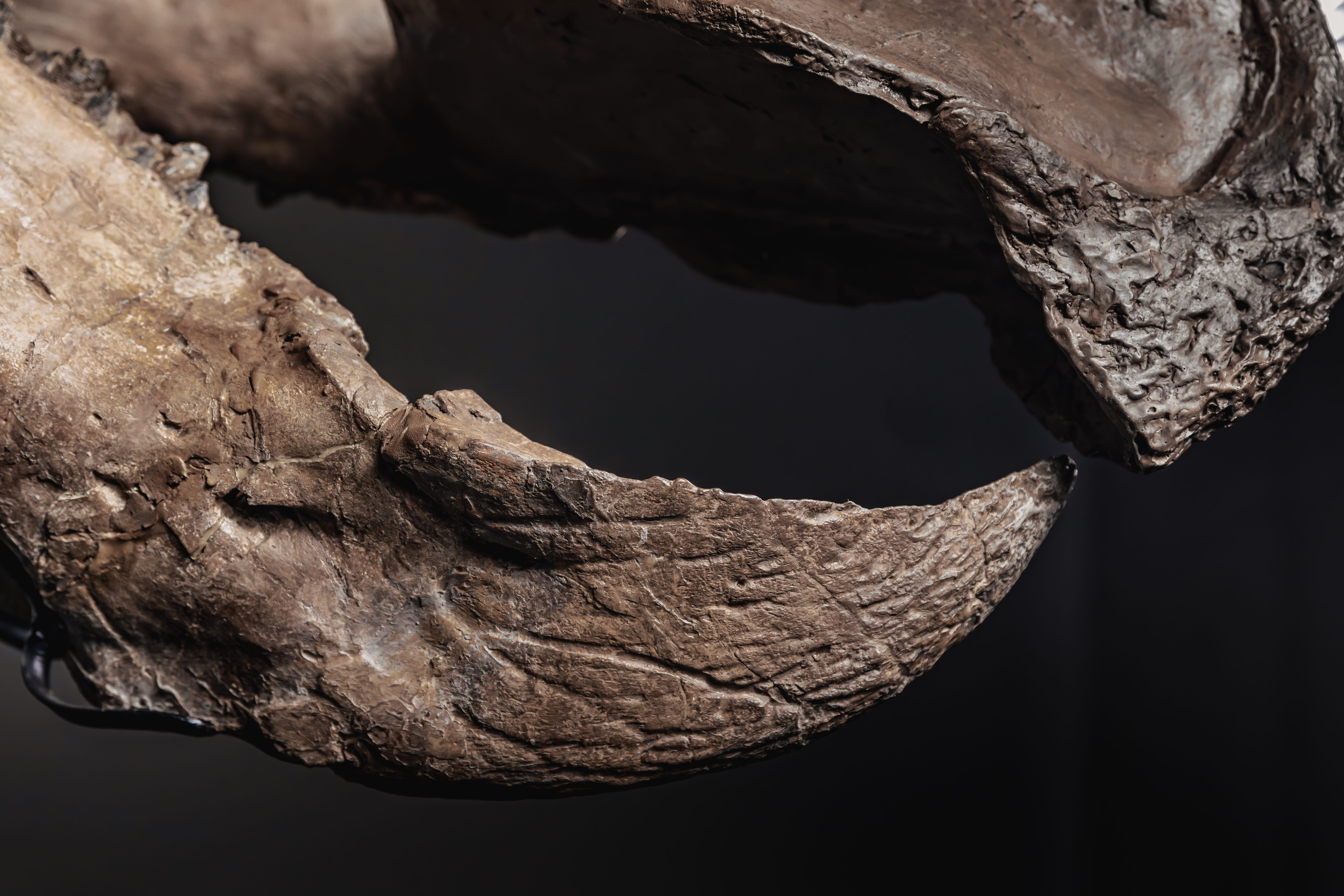 Трицератопс