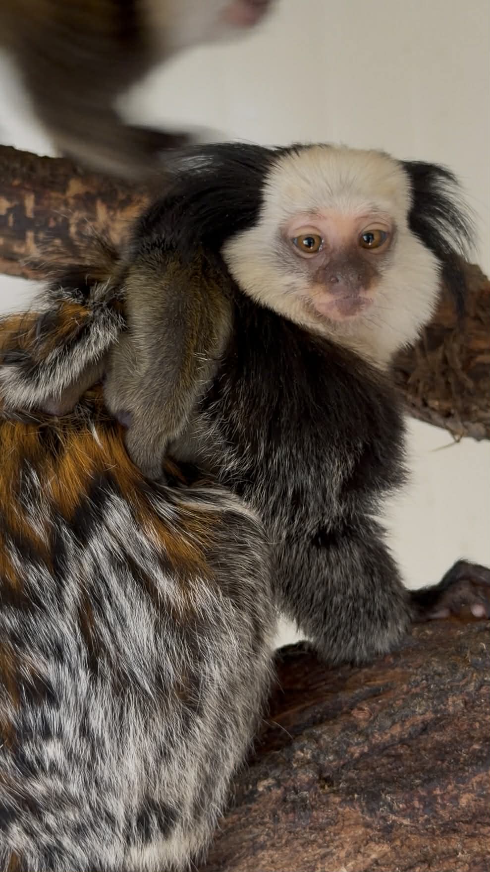 Бебета маймунки на Жофроа Бургас