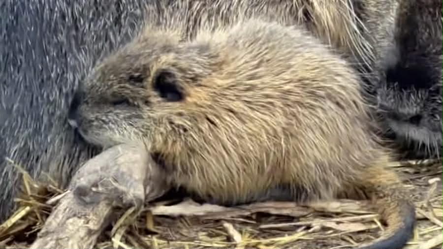 Бебетата нутрии Бургас