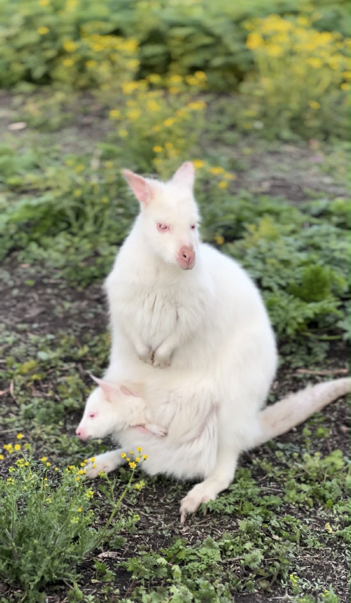 Бебе кенгуру албинос Бургас