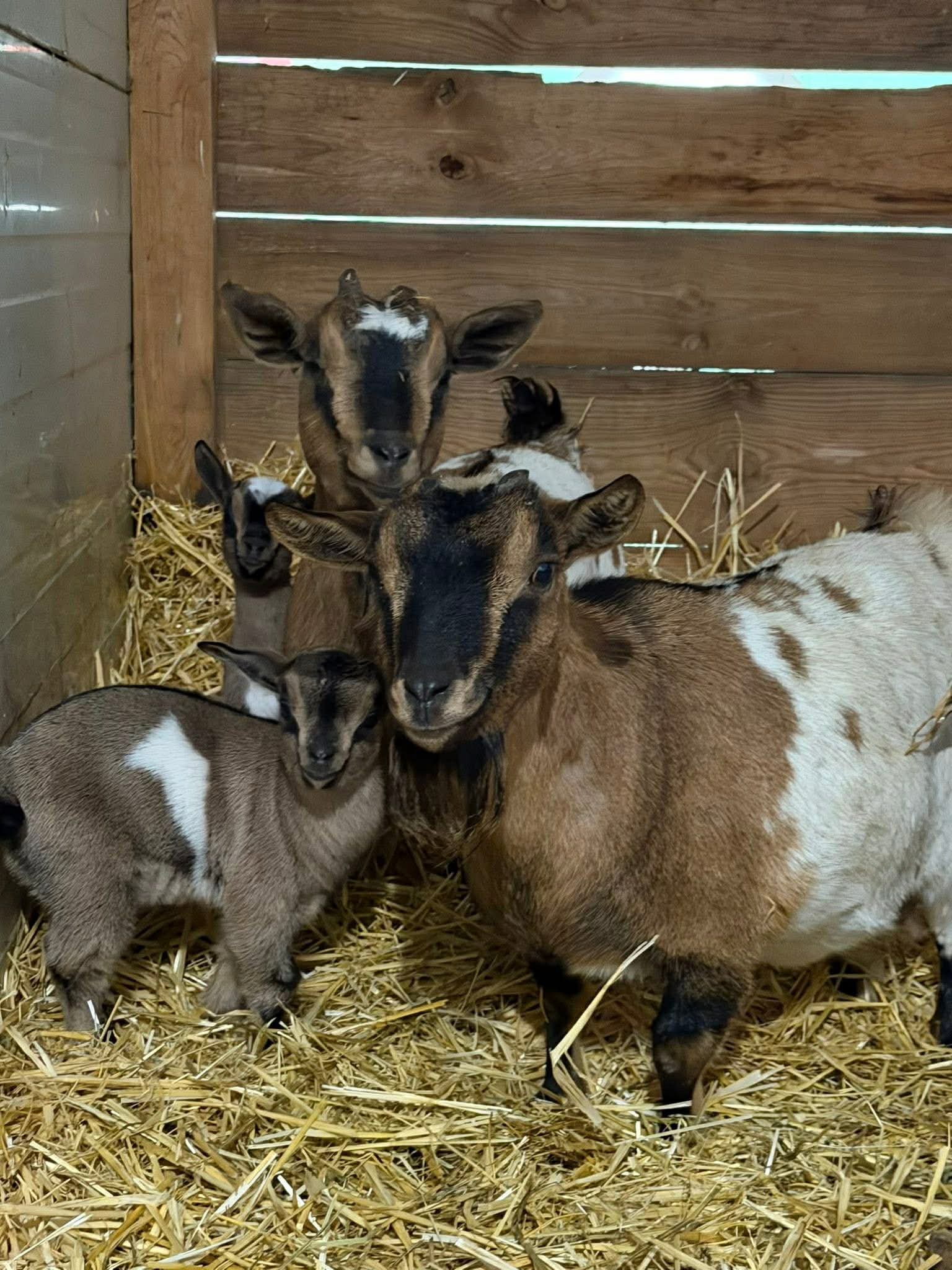 Холандски козички Бургас