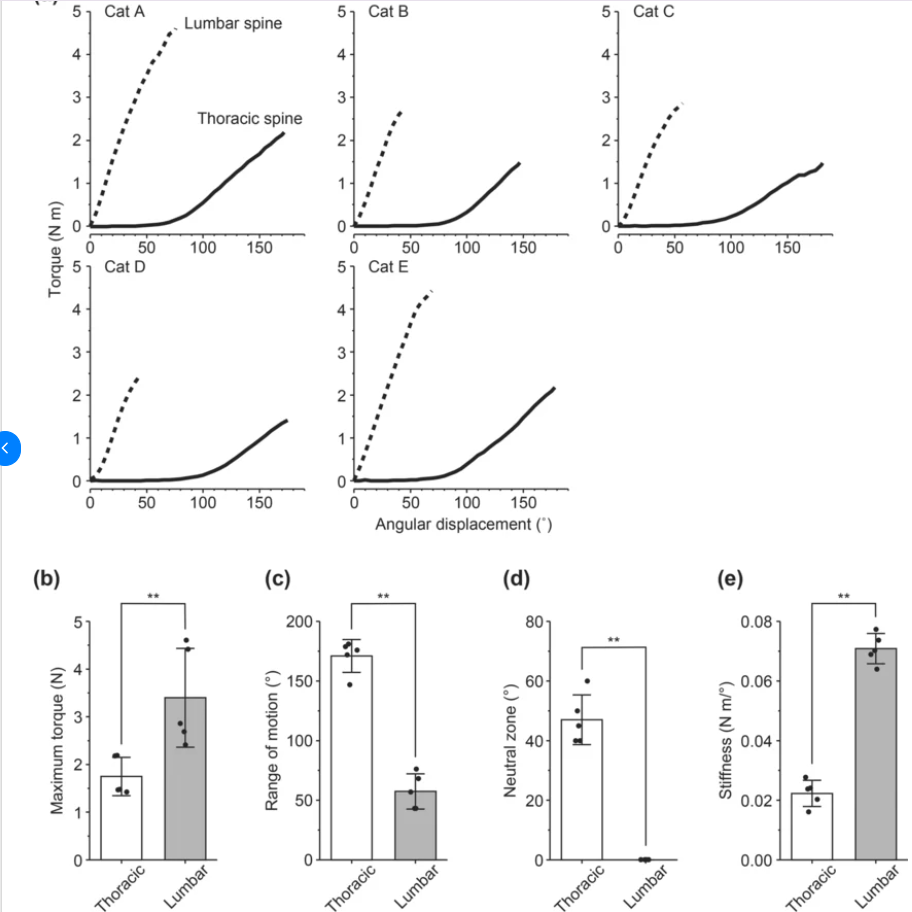 графика котка