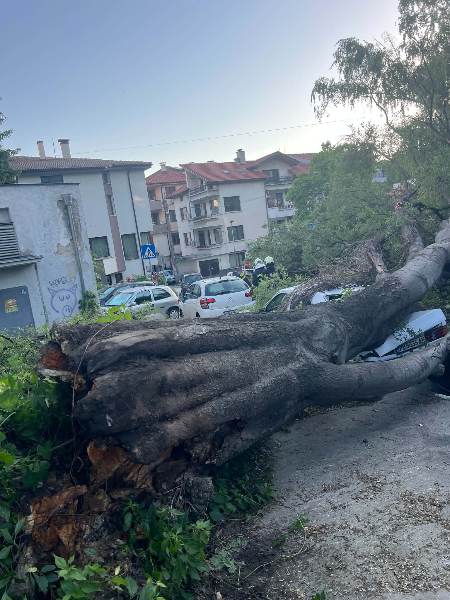 дърво