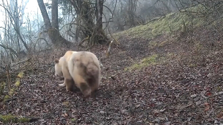 Дива панда