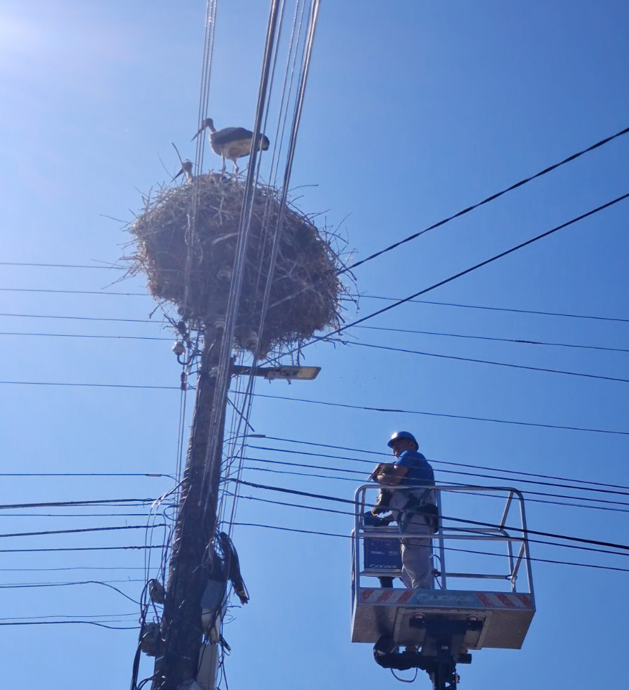 щъркел