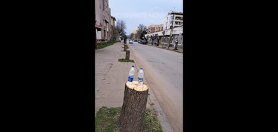 Изсечени дървета