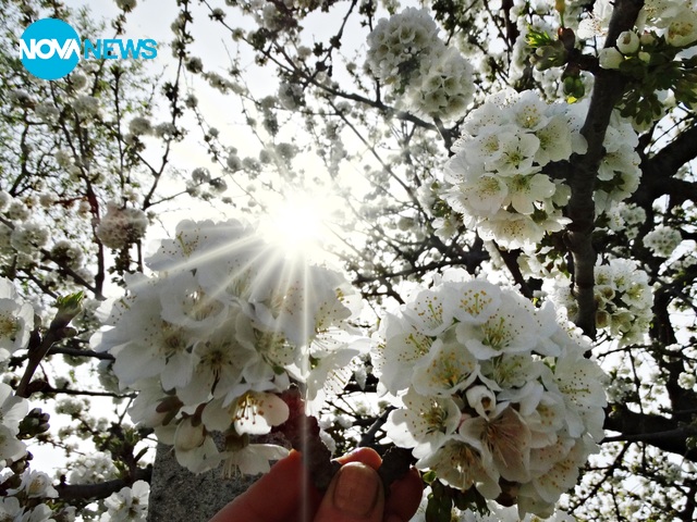 Цъфнали череши