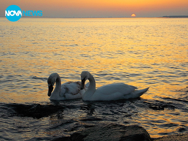 Двойка лебеди