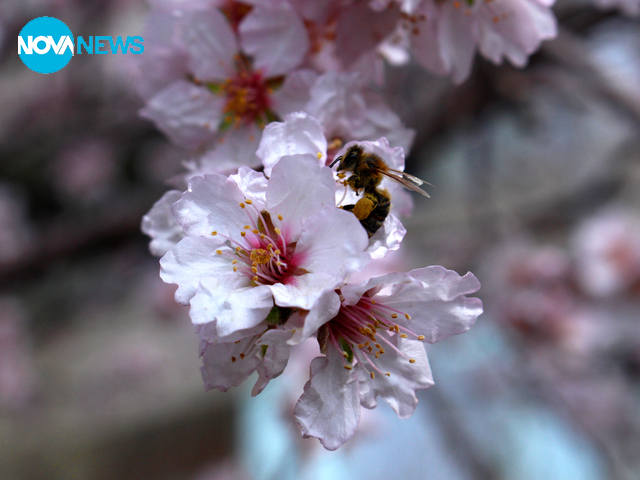 Работливи пчелички