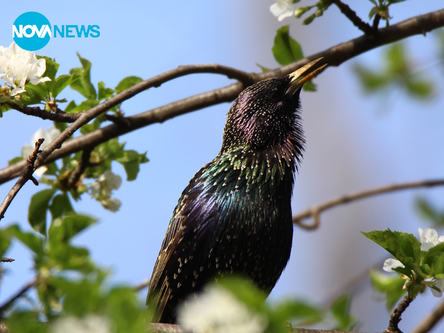 Пролетно настроение