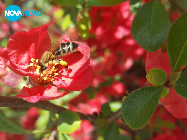 Пчеличката Мая