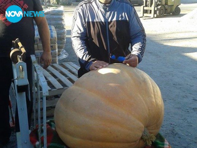 Тиква-шампион