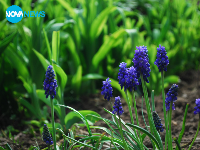 Пролетно в Чепеларе