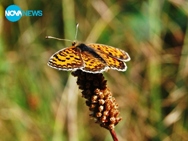 Пеперудено