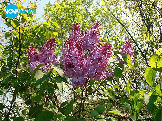 Люлякът цъфна!