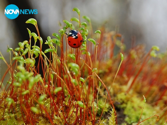За калинките с любов