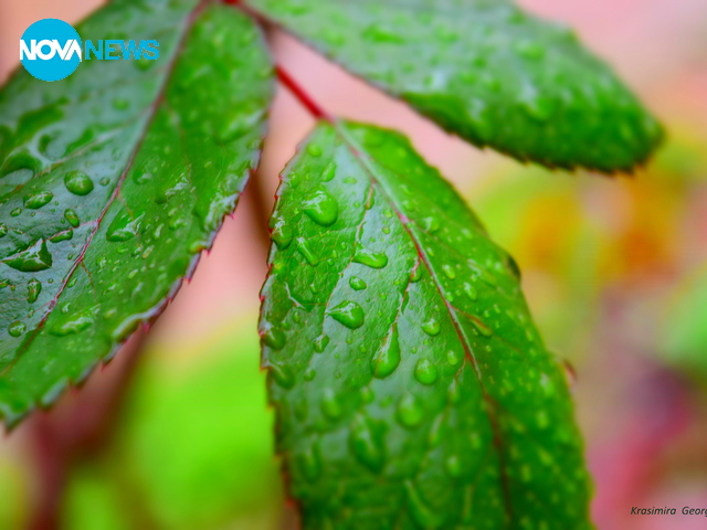 Окъпано от дъжд