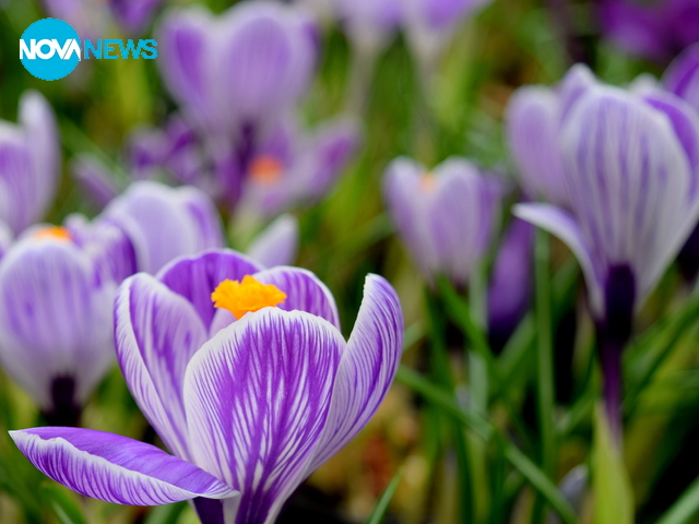 С аромат на минзухари