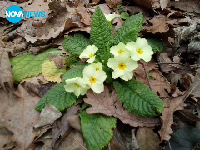 Приятен следобед