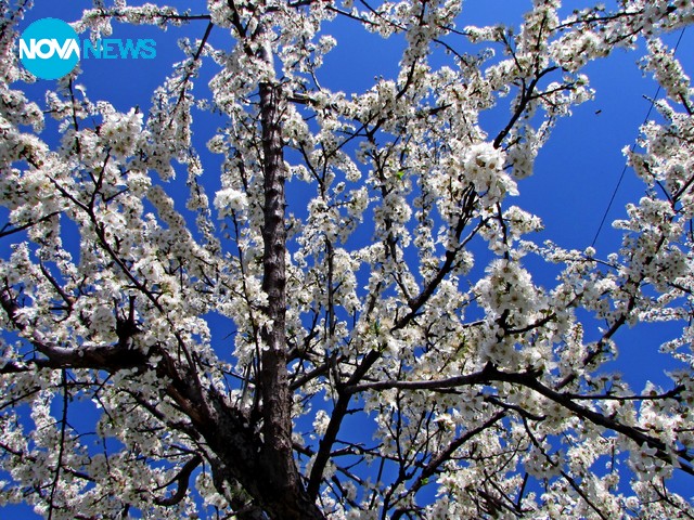 Пчелички в действие