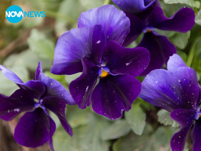 Пролет - цъфнали теменужки и дръвчета
