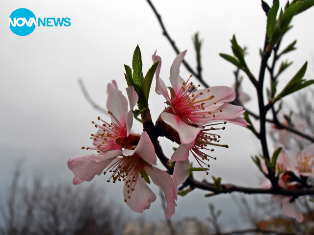 Цъфнали бадеми