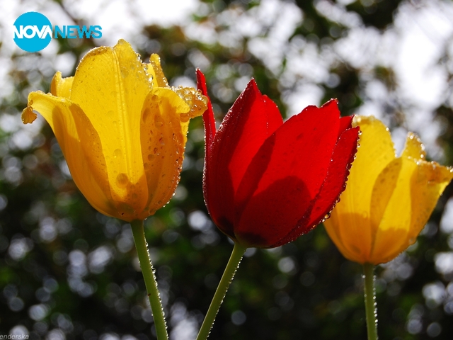 В моята градинка