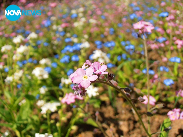 Незабравки в три цвята