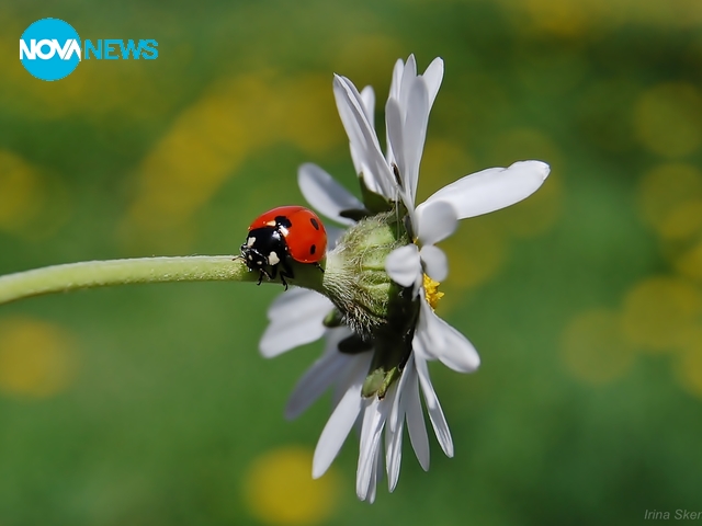 Калинките винаги радват