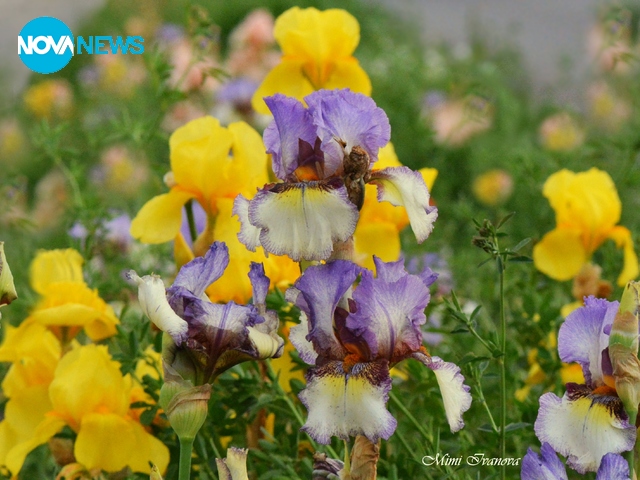 На път за Родопите