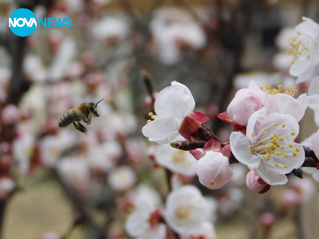 Пролет в Златоград