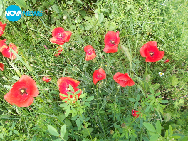 Макове в полето