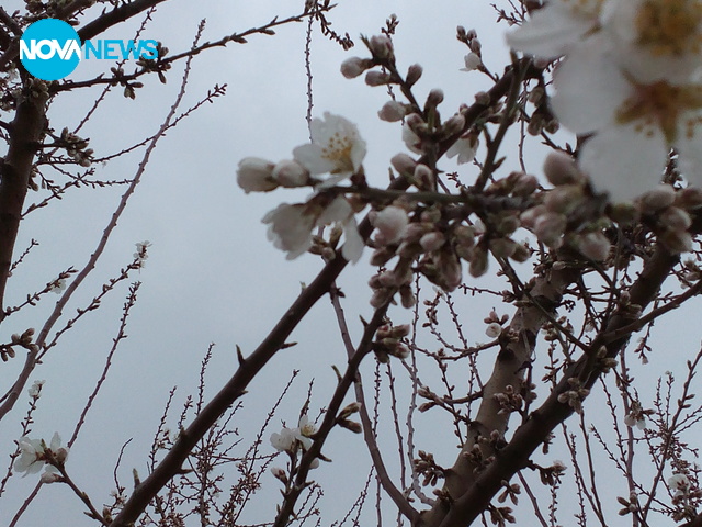 Дръвчета не дочакаха първи март