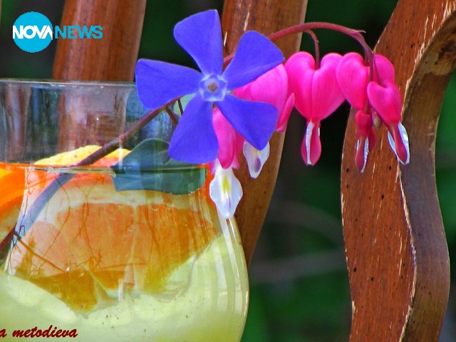 Пролетен еликсир