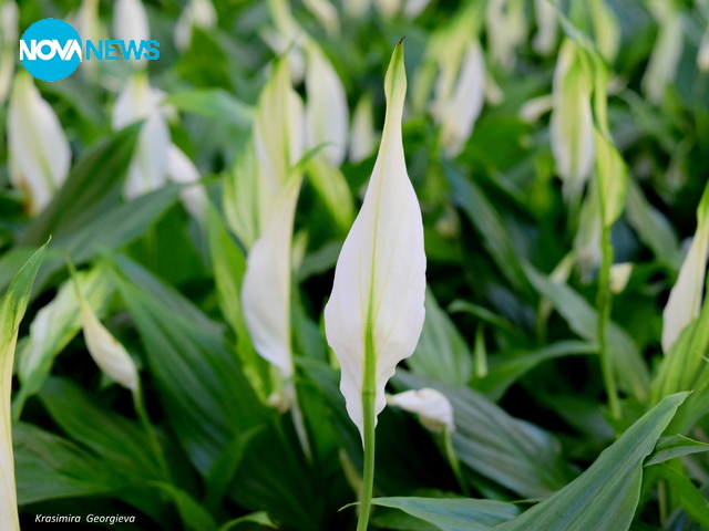 Спатифилуми