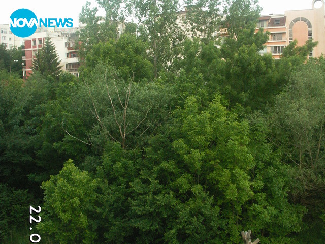 В Младост-2 изсичат гора, за да строят блокове тип „китайска стена”