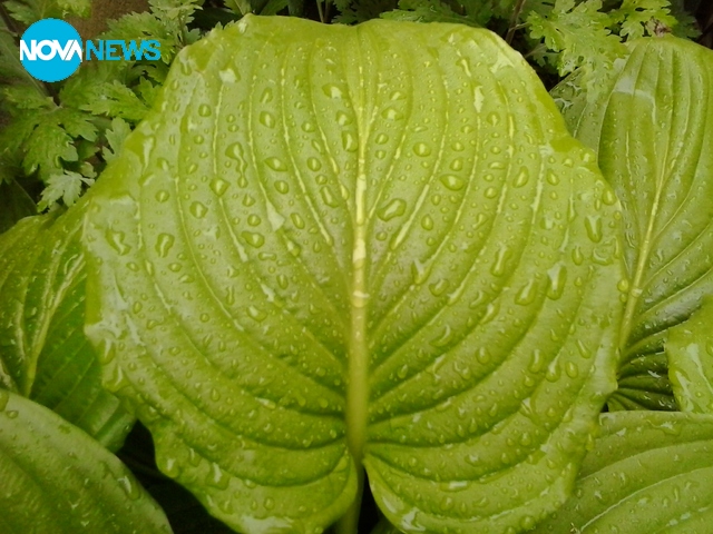 Капчици дъждовни