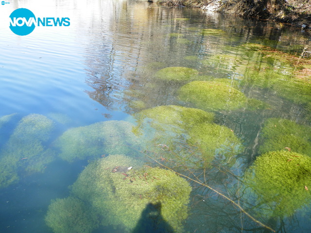 Цветята на Велинград